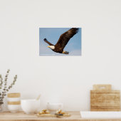 Bald Eagle in Flight Poster (Keuken)
