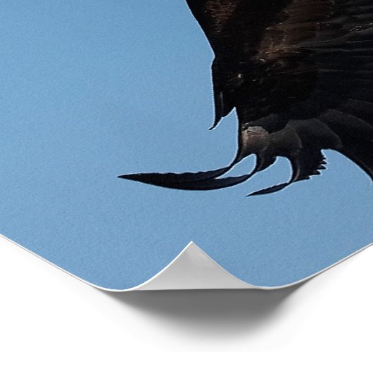 Bald Eagle in Flight Poster (Hoek)