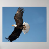 Bald Eagle in Flight Poster (Voorkant)