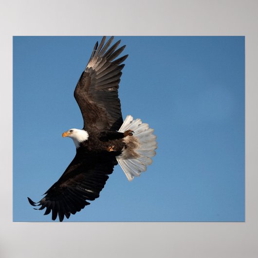 Bald Eagle in Flight Poster (Voorkant)