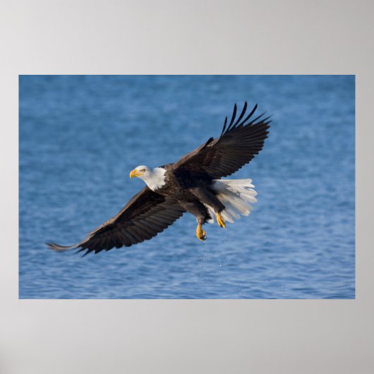 Bald eagle in flight poster (Voorkant)