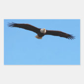 Bald Eagle in Flight Rechthoekige Sticker (Voorkant)