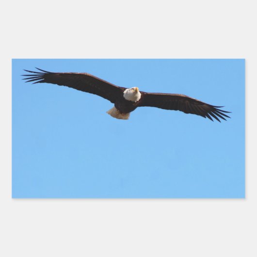 Bald Eagle in Flight Rechthoekige Sticker (Voorkant)