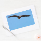 Bald Eagle in Flight Rechthoekige Sticker (Envelop)