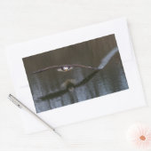 Bald Eagle in Flight Rechthoekige Sticker (Envelop)
