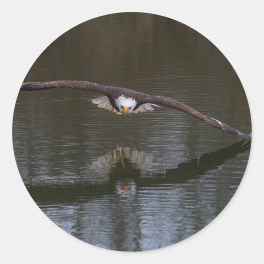 Bald Eagle in Flight Ronde Sticker (Voorkant)