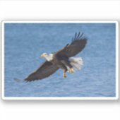 Bald eagle in flight sticker (Voorkant)