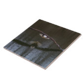 Bald Eagle in Flight Tegeltje (Zijkant)