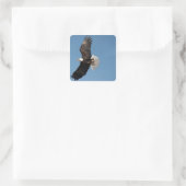 Bald Eagle in Flight Vierkante Sticker (Tas)