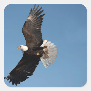 Bald Eagle in Flight Vierkante Sticker
