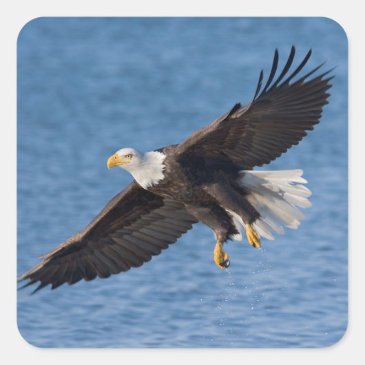 Bald eagle in flight vierkante sticker (Voorkant)
