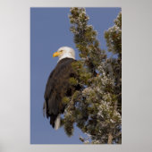 Bald Eagle in Pine Yellowstone National Park Poster (Voorkant)
