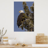 Bald Eagle in Pine Yellowstone National Park Poster (Keuken)