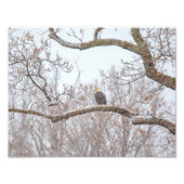 Bald Eagle in sneeuw Foto Afdruk (Voorkant)