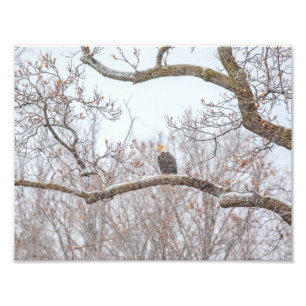 Bald Eagle in sneeuw Foto Afdruk