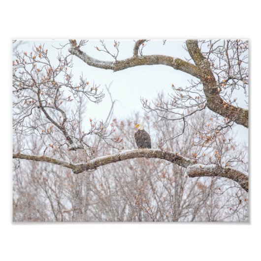 Bald Eagle in sneeuw Foto Afdruk (Voorkant)