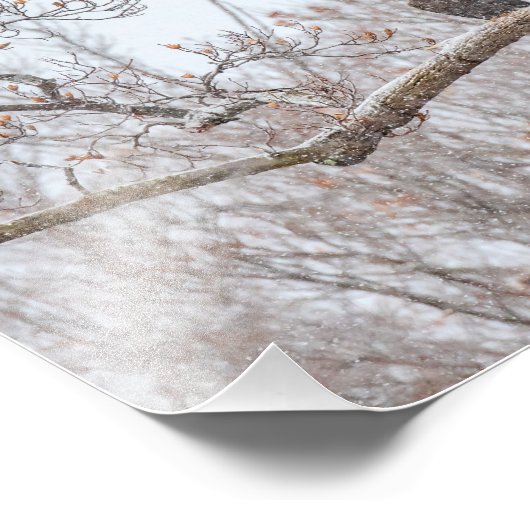 Bald Eagle in sneeuw Foto Afdruk (Hoek)