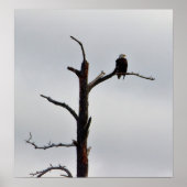 Bald Eagle in Tree Poster (Voorkant)
