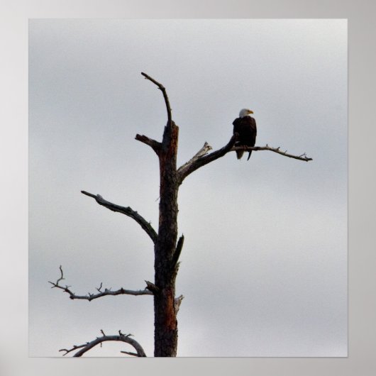 Bald Eagle in Tree Poster (Voorkant)
