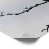 Bald Eagle in Tree Poster (Hoek)