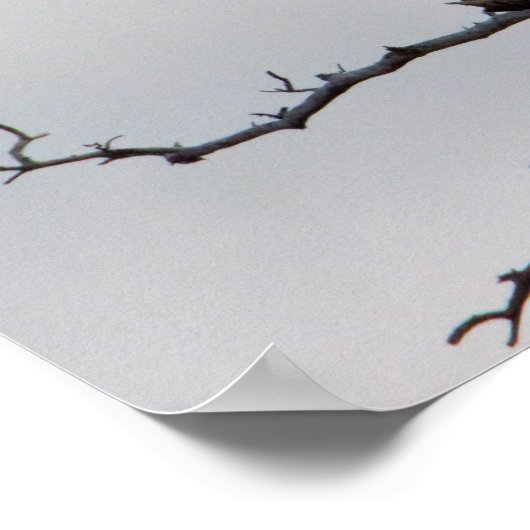 Bald Eagle in Tree Poster (Hoek)