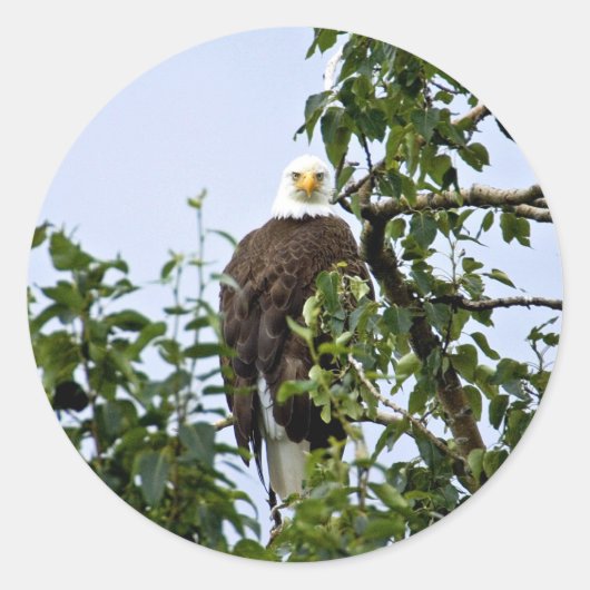 Bald Eagle in Tree Ronde Sticker (Voorkant)