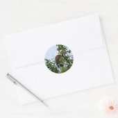 Bald Eagle in Tree Ronde Sticker (Envelop)