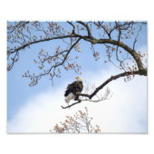 Bald Eagle in Tulp Tree Foto Afdruk (Voorkant)