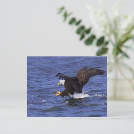 Bald Eagle IV Briefkaart (Staand voorkant)