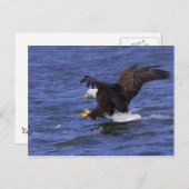 Bald Eagle IV Briefkaart (Voorkant / Achterkant)