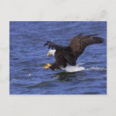 Bald Eagle IV Briefkaart (Voorkant)