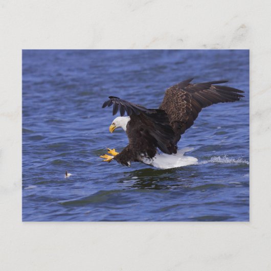Bald Eagle IV Briefkaart (Voorkant)