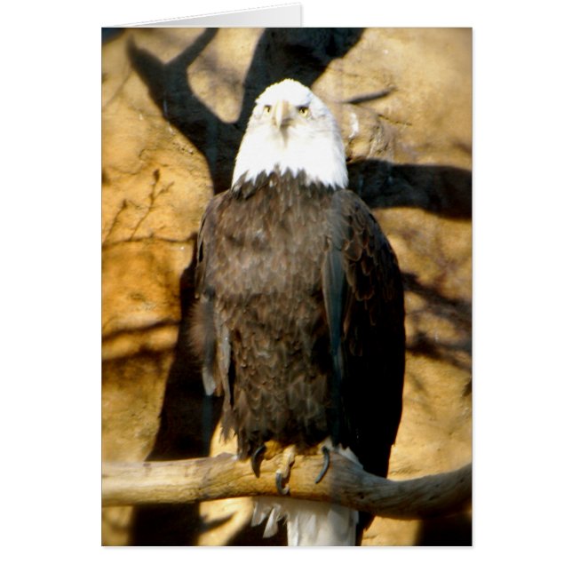 Bald Eagle-kaart (Voorkant)