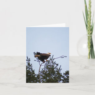 Bald Eagle Kaart