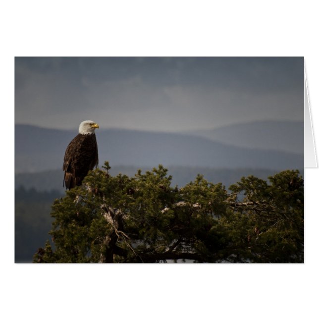 Bald Eagle Kaart (Voorkant Horizontaal)