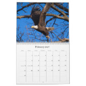 Bald Eagle Kalender (Feb 2027)