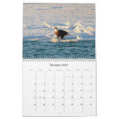 Bald Eagle Kalender (Jan 2026)