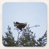 Bald Eagle Kartonnen Onderzetters (Voorkant)