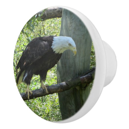 Bald Eagle Keramische Knop (Rechts)