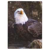 Bald Eagle Klembord (Achterkant)