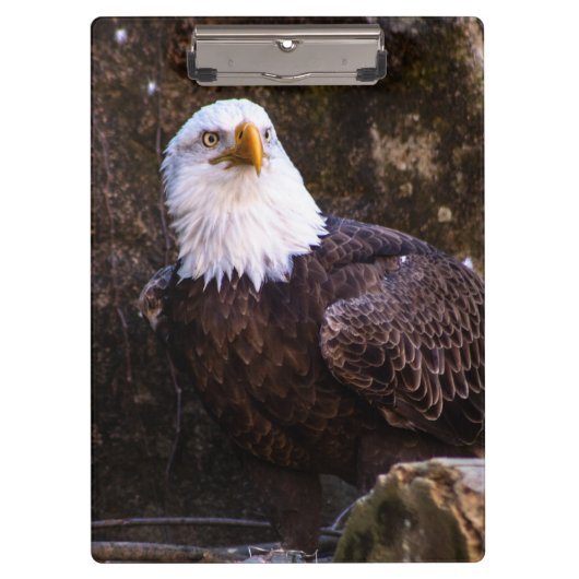 Bald Eagle Klembord (Voorkant)