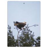 Bald Eagle Klembord (Achterkant)