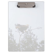 Bald Eagle Klembord (Voorkant)