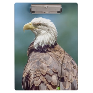 Bald Eagle-klembord Klembord