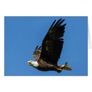 Bald Eagle, laat ons Lunch