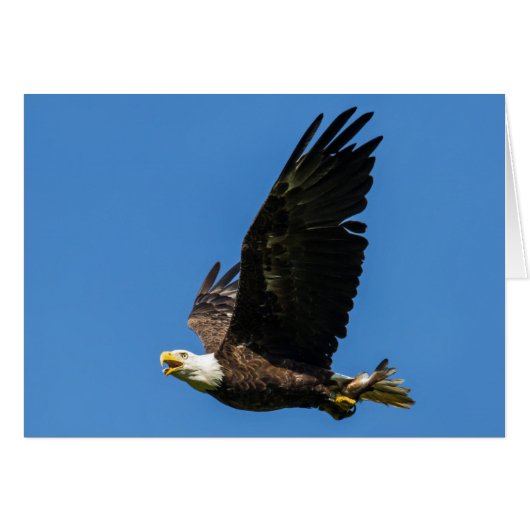 Bald Eagle, laat ons Lunch (Voorkant Horizontaal)
