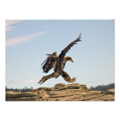 Bald Eagle Landing Fine Art Print Foto Afdruk (Voorkant)