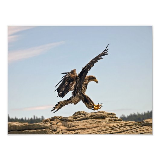 Bald Eagle Landing Fine Art Print Foto Afdruk (Voorkant)