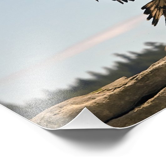 Bald Eagle Landing Fine Art Print Foto Afdruk (Hoek)