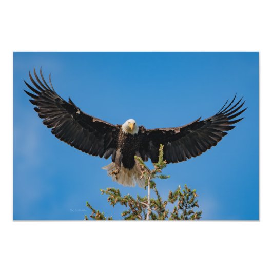 Bald Eagle Landing Foto Afdruk (Voorkant)